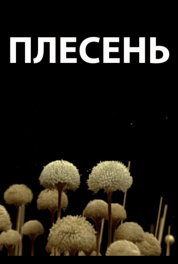 Плесень (2009) 
